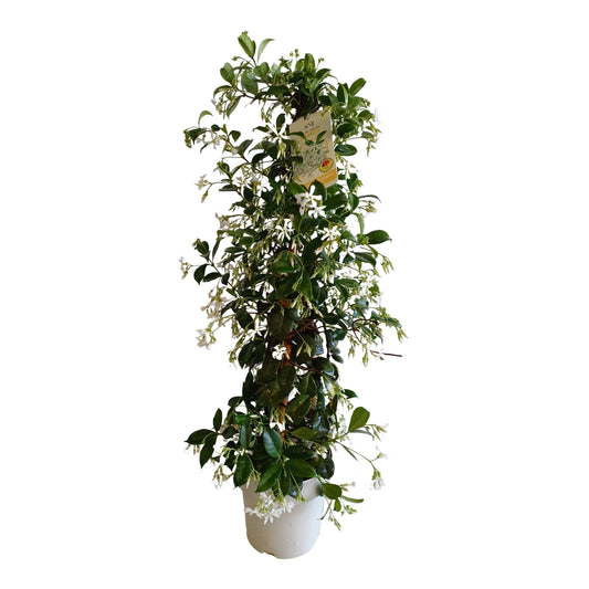 Trachelospermum Jasminoide Pyramide |  P.17cm H.70 cm