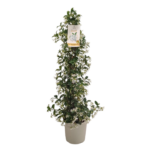 Trachelospermum Jasminoide Pyramide |  P.20cm H.90 cm