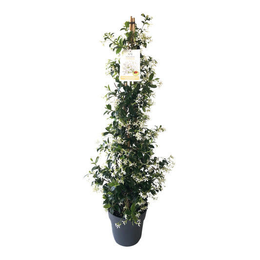 Trachelospermun Jasminoide Pyramide |  P.23cm H.110 cm