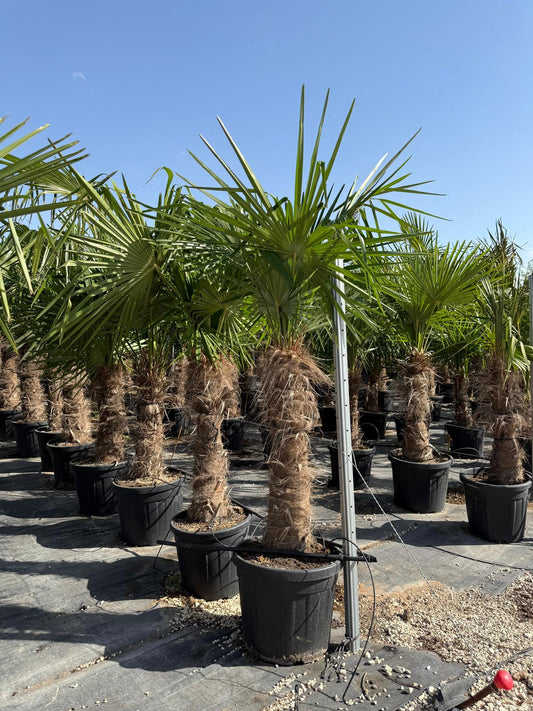 Trachycarpus fortunei 40/60 |  P.cm -  H.