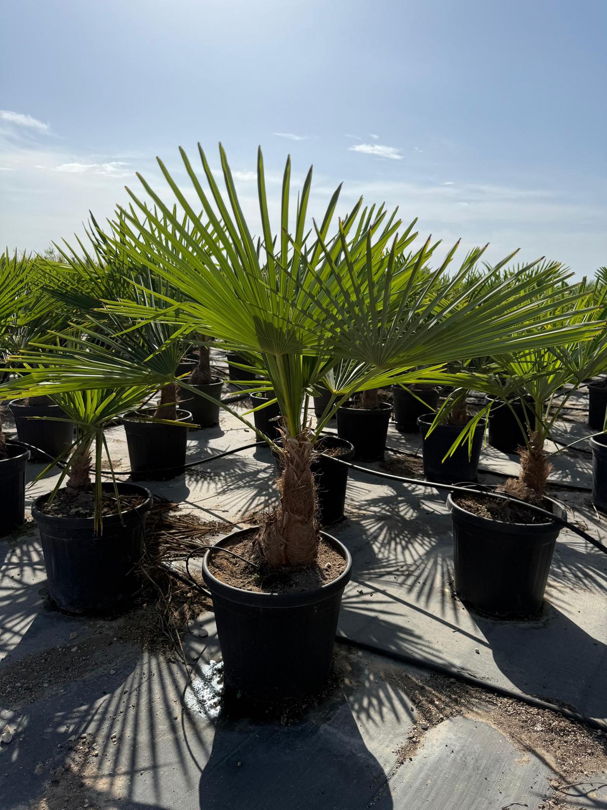 Trachycarpus fortunei c25l |  P.35cm -  H.100