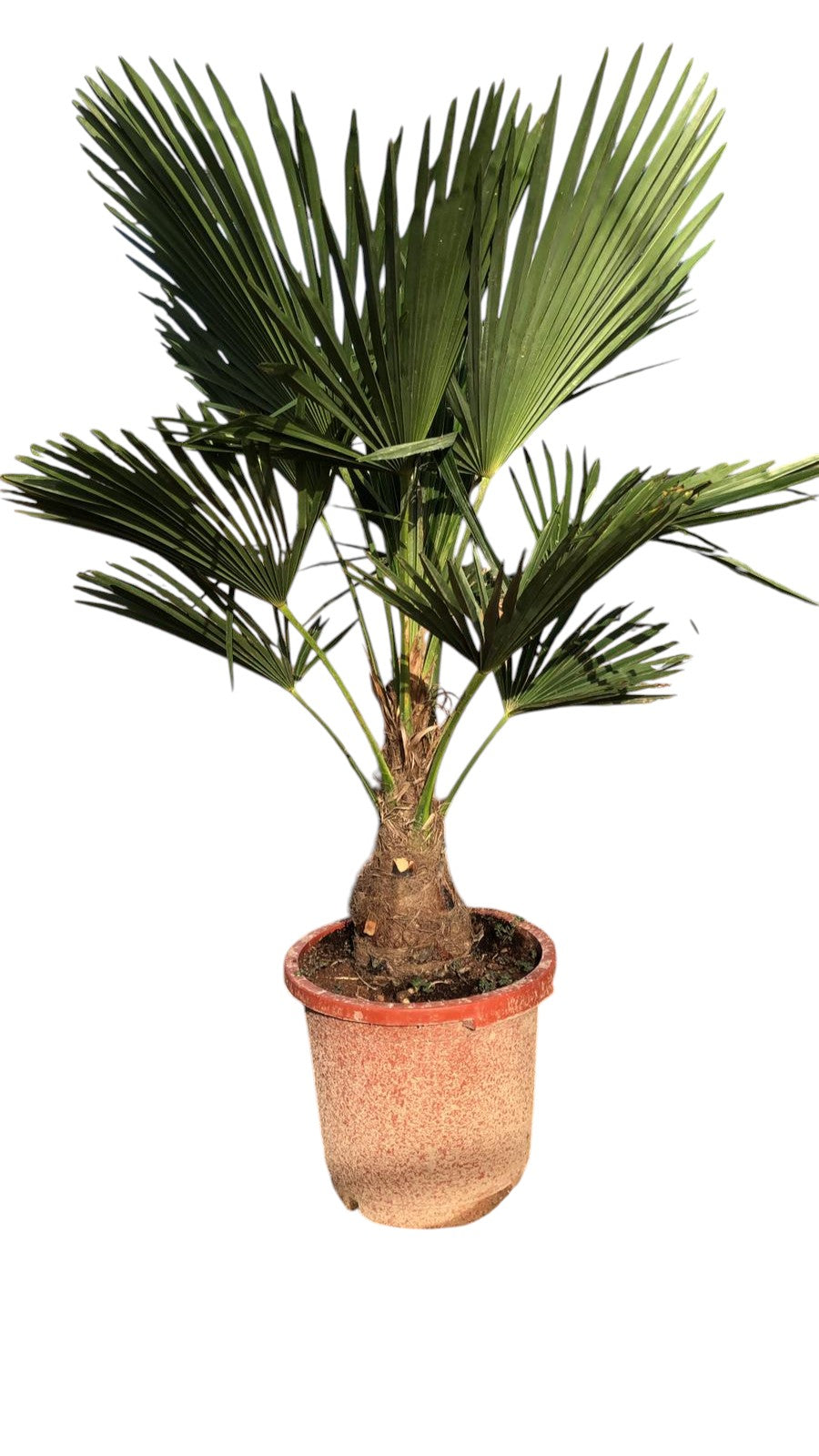 Trachycarpus fortunei |  P.30cm -  H.100/110