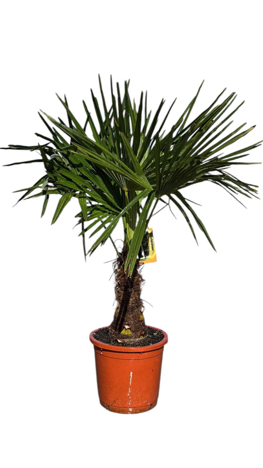 Trachycarpus fortunei |  P.30cm -  H.130/140