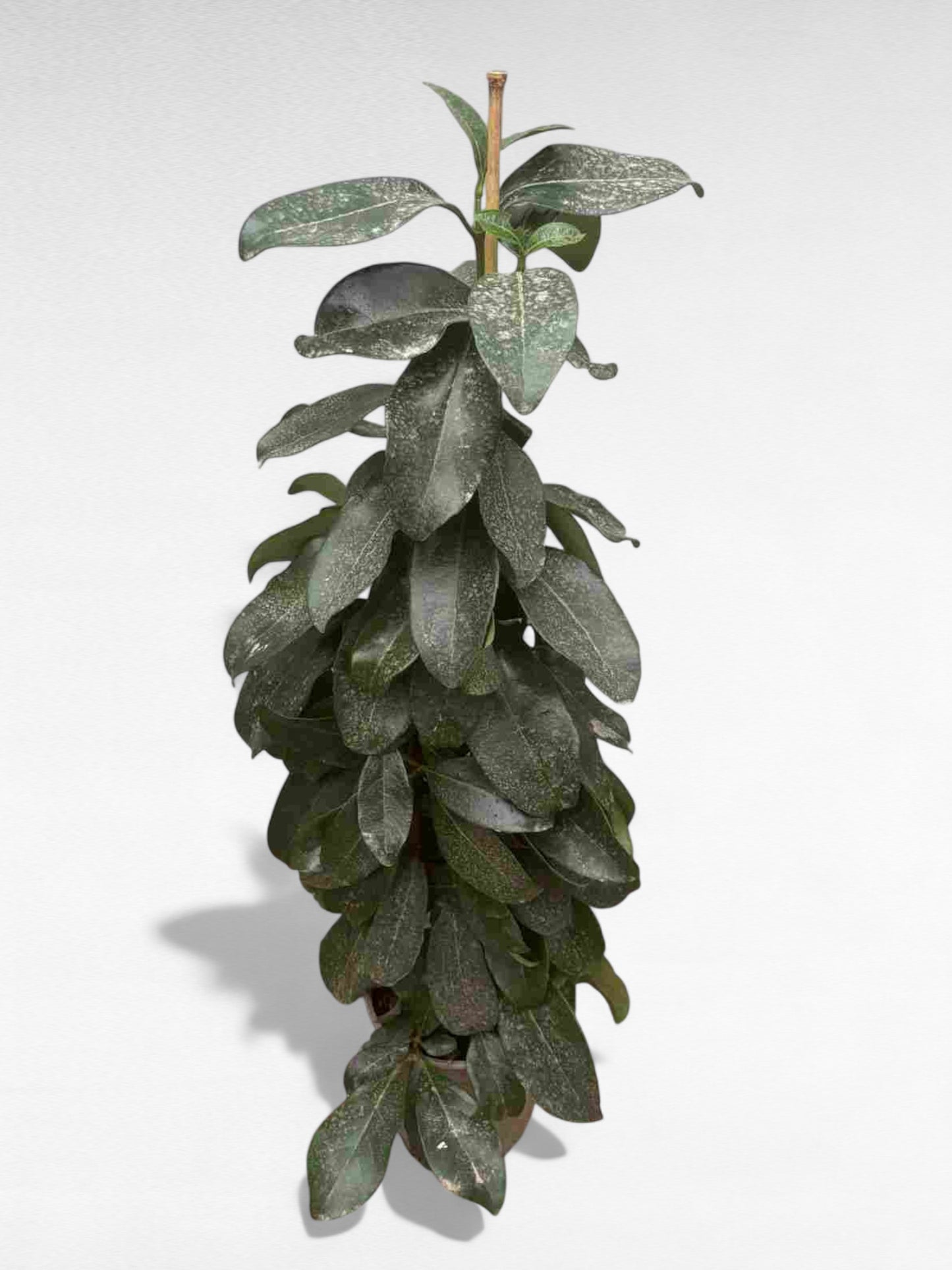 Viburnum Lucidum |  P.17cm H.90 cm