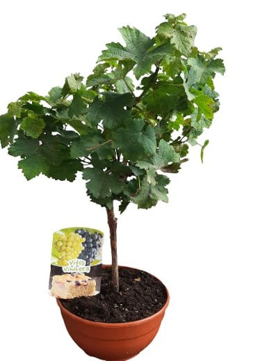 Vitis Vinifera Mini Stem Bowl |  P.20cm -  H.50 cm