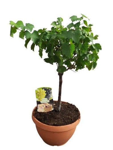 Vitis Vinifera Mini Stem Bowl |  P.25cm -  H.50 cm