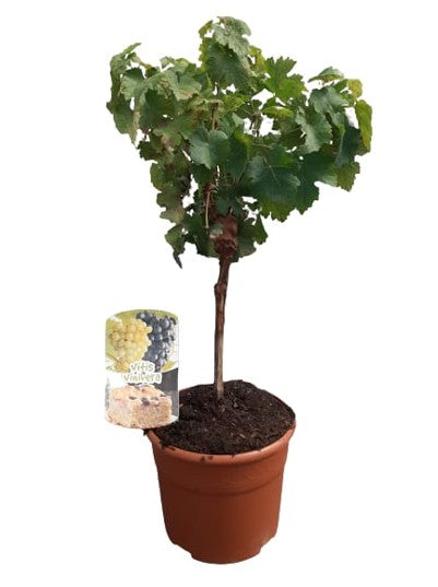 Vitis Vinifera Mini Stem  |  P.19cm -  H.60 cm