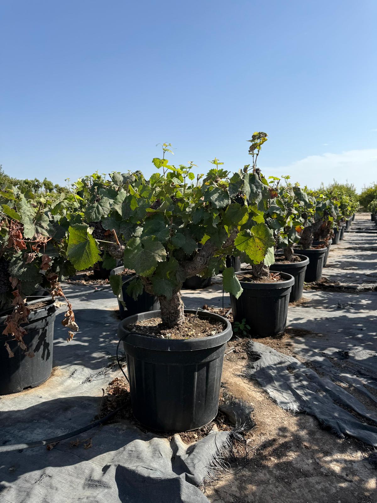 Vitis vinifera baja (uva negra) 45l |  P.43cm -  H.100