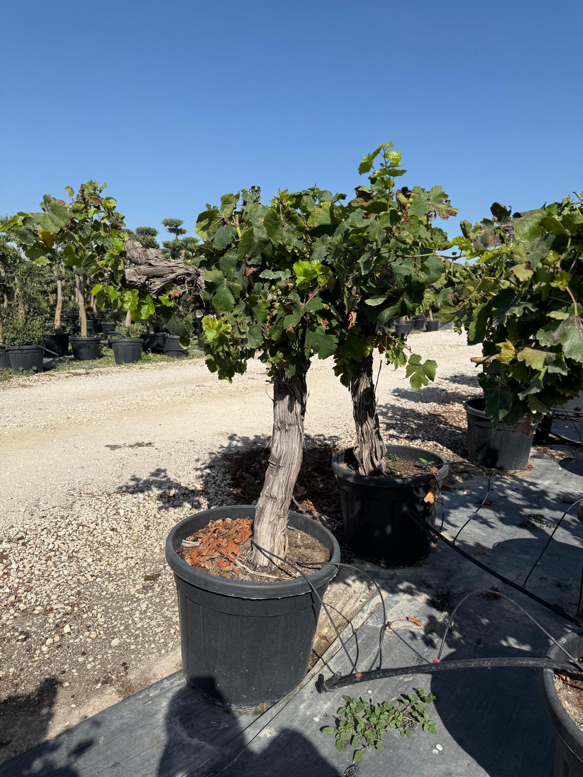 Vitis vinifera moscatel 55l |  P.46cm -  H.160