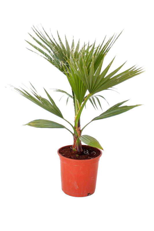 Washingtonia Robusta |  P.20cm -  H.80/100