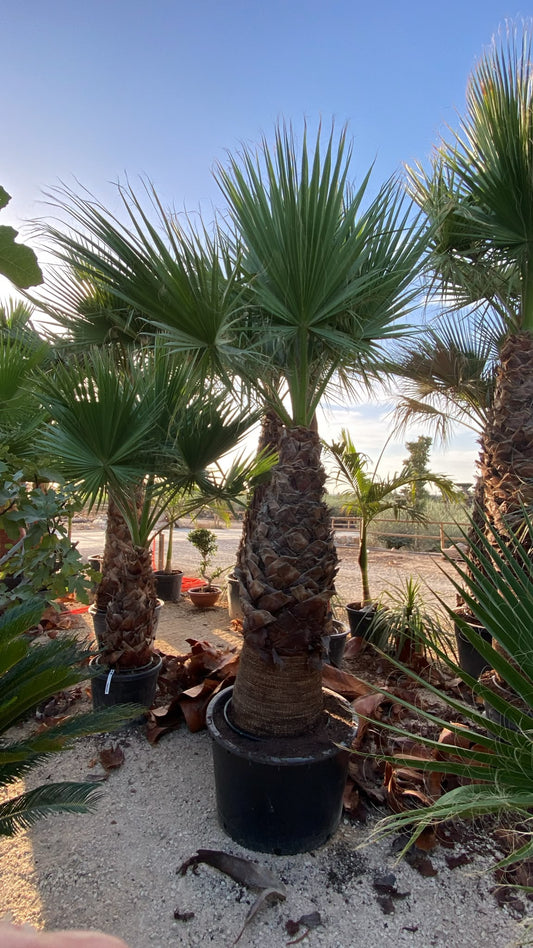 Washingtonia filifera €m 200l |  P.75cm H.280