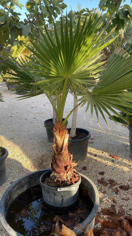 Washingtonia robusta 30l  |  P.37cm H.150