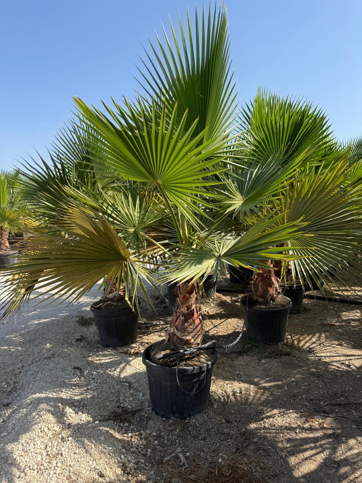 Washingtonia robusta c55l |  P.45cm -  H.120