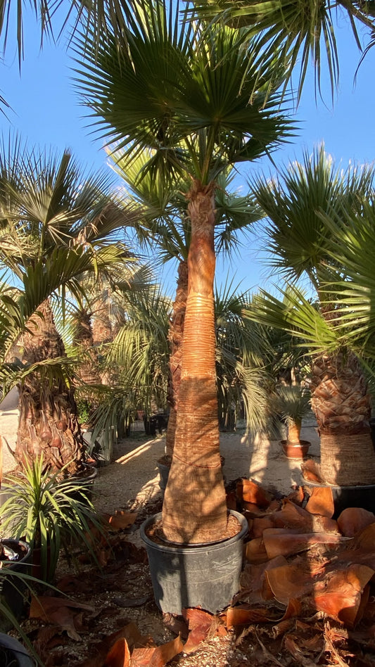 Washingtonia robusta cep 200l €/m  |  P.75cm H.300