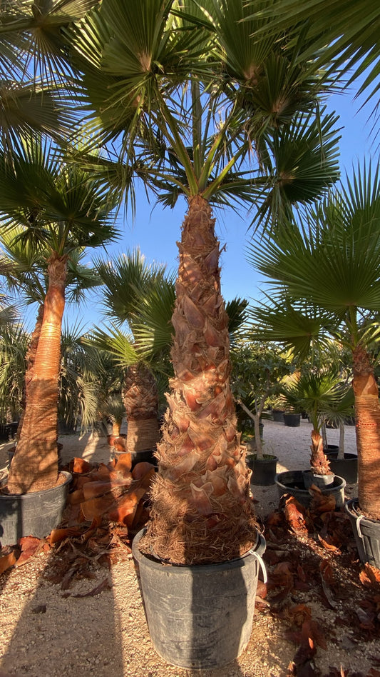 Washingtonia robusta extra  no cep € 200l |  P.75cm H.300