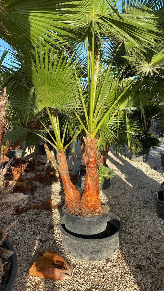 Washingtonia robusta grupo 180l cep |  P.73cm H.300