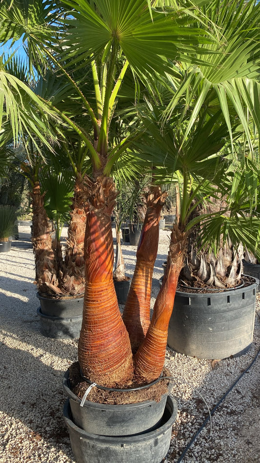 Washingtonia robusta grupo 230l cep  |  P.80cm H.300