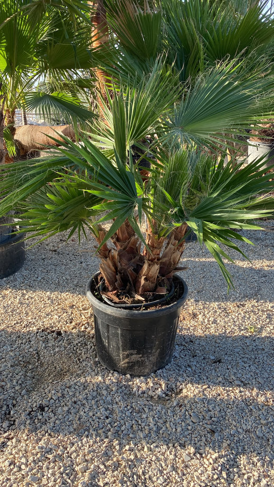 Washingtonia robusta grupo 70l no cep  |  P.51cm H.150