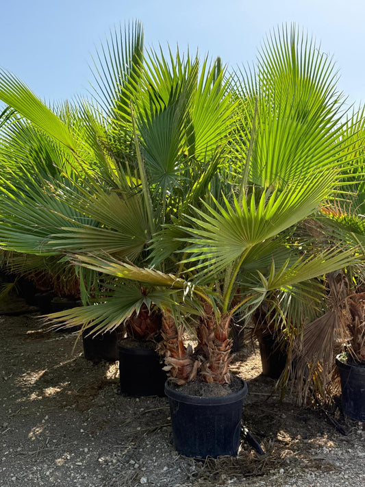 Washigotonia grupo c45l |  P.43cm -  H.100