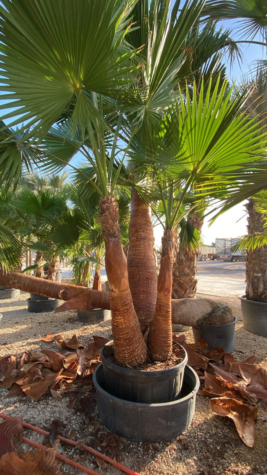 Washingtonia robusta grupo €m cep 200l |  P.75cm H.300