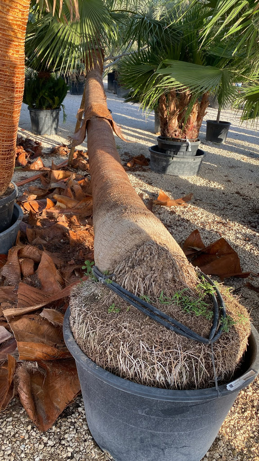 Washingtonia robusta tumbado €m 230l |  P.80cm H.400