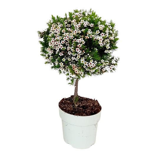 Chamelaucium - Waxflower Stamm |  P.14cm H.45 cm