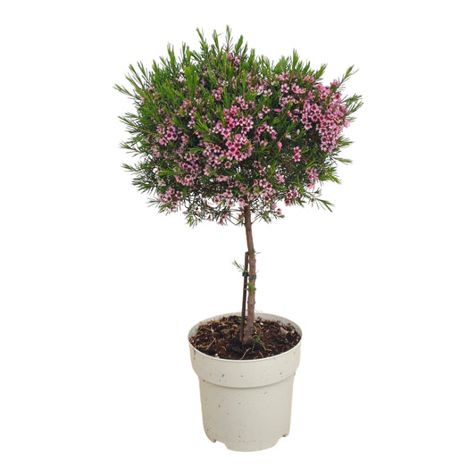 Chamelaucium - Waxflower Stamm |  P.17cm H.55 cm