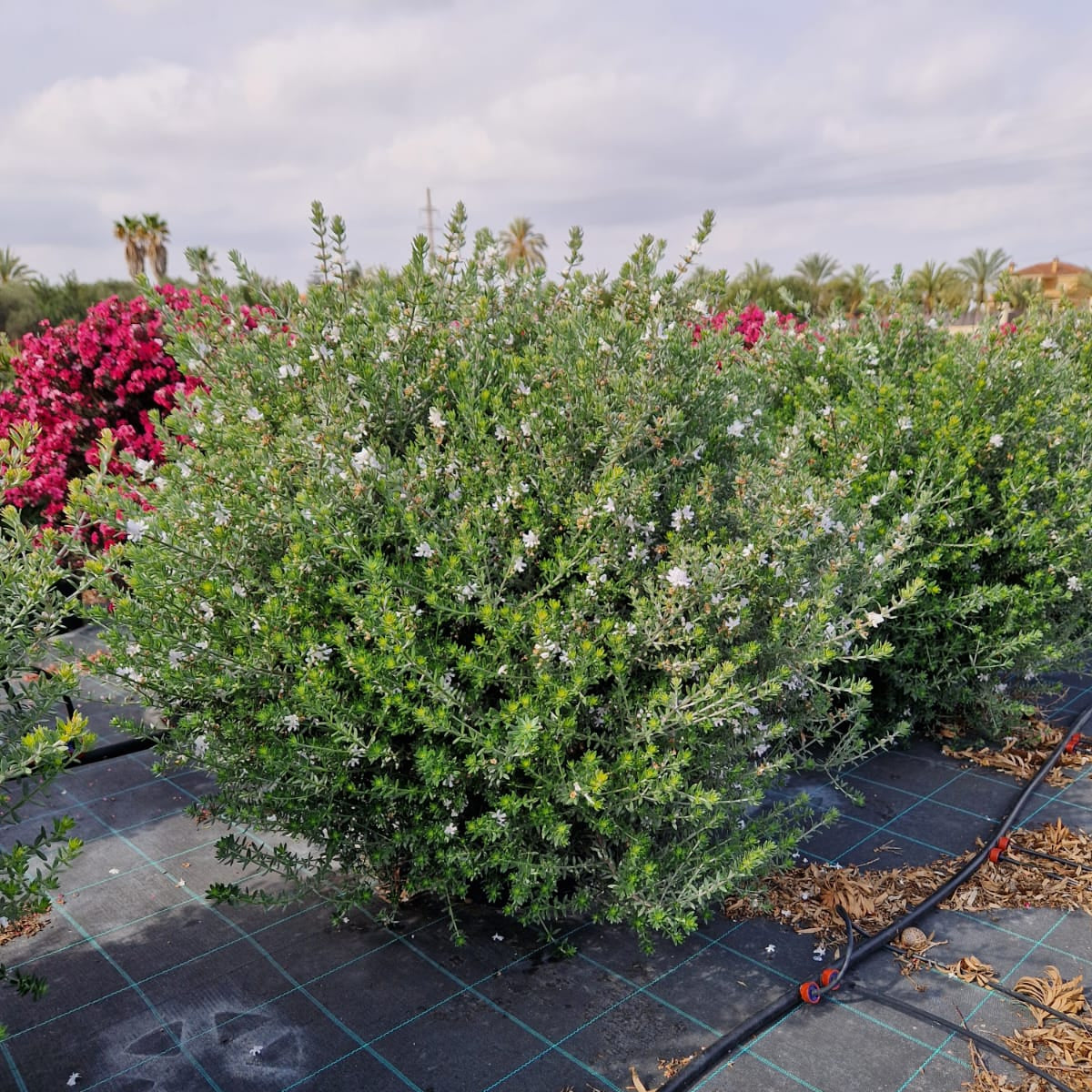 Westringia |  P.40cm -  H.100 cm