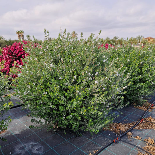 Westringia |  P.40cm -  H.100 cm