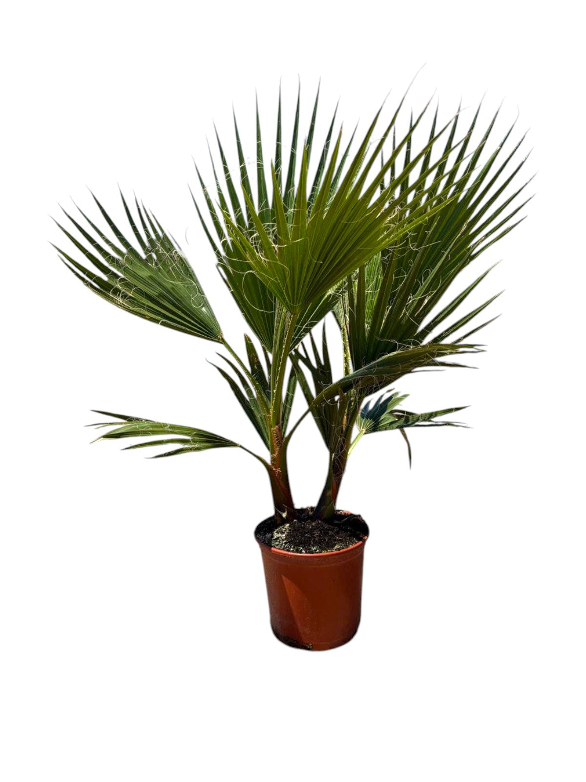 Washingtonia Robusta Multi |  P.20cm -  H.80/100