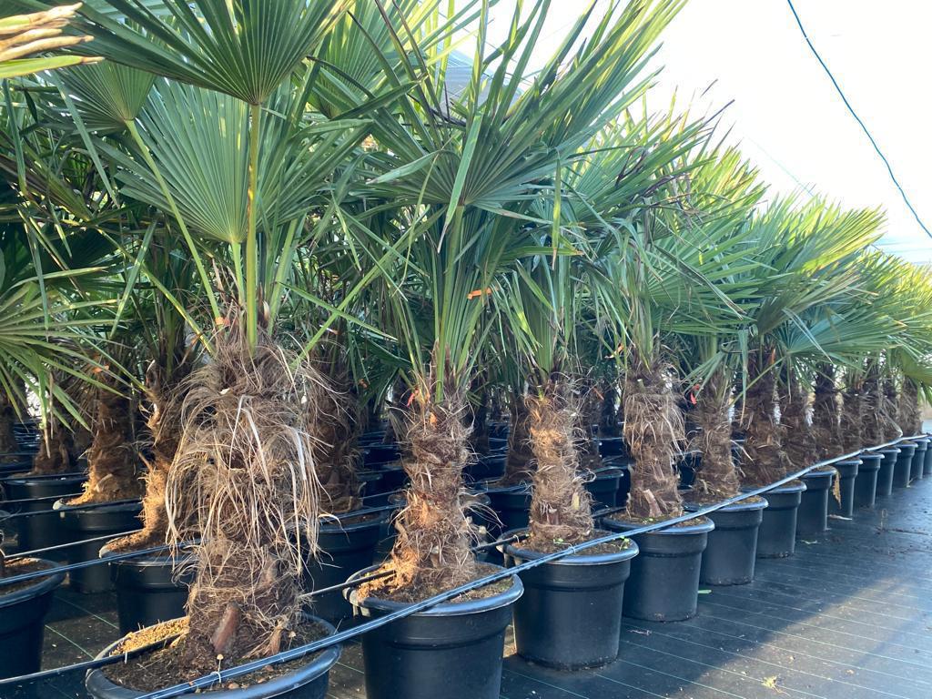 Trachycarpus Fortunei 55 Ltr. 80-100cm |  P.55cm -  H.200 cm