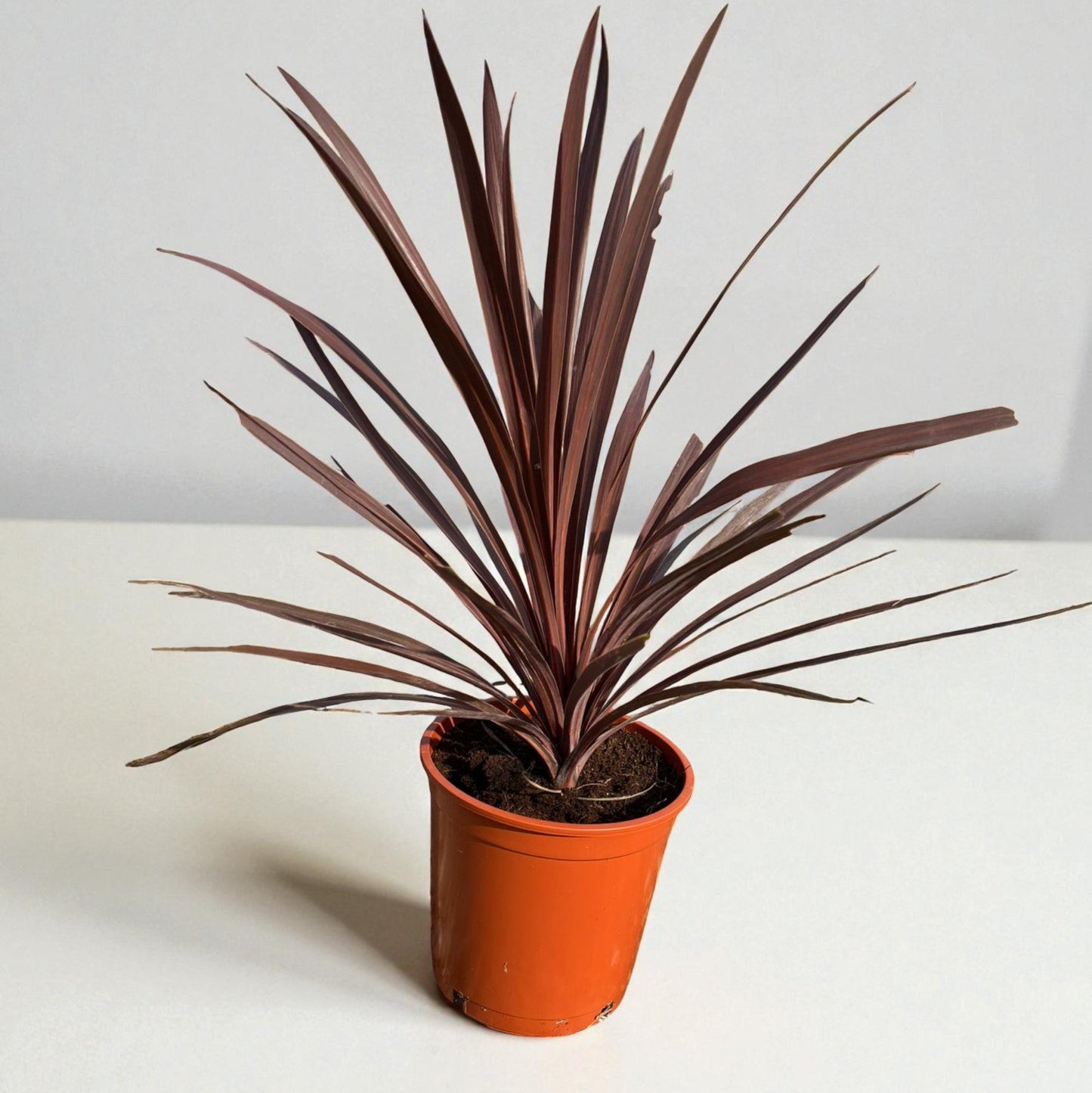 Cordyline Australis 'red Star' |  P.20cm -  H.70 cm