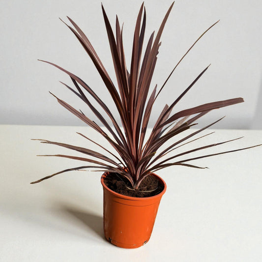 Cordyline Australis 'red Star' |  P.20cm -  H.70 cm