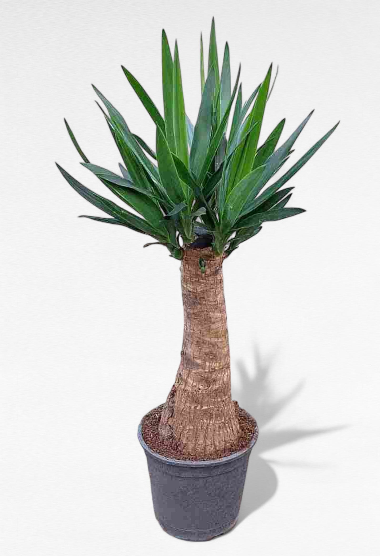 Yucca Bulds |  P.22cm H.85 cm