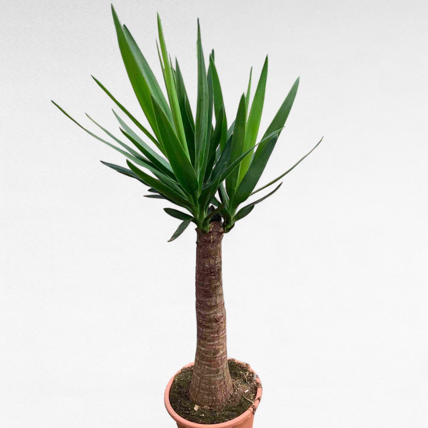 Yucca Bulds |  P.25cm H.105 cm