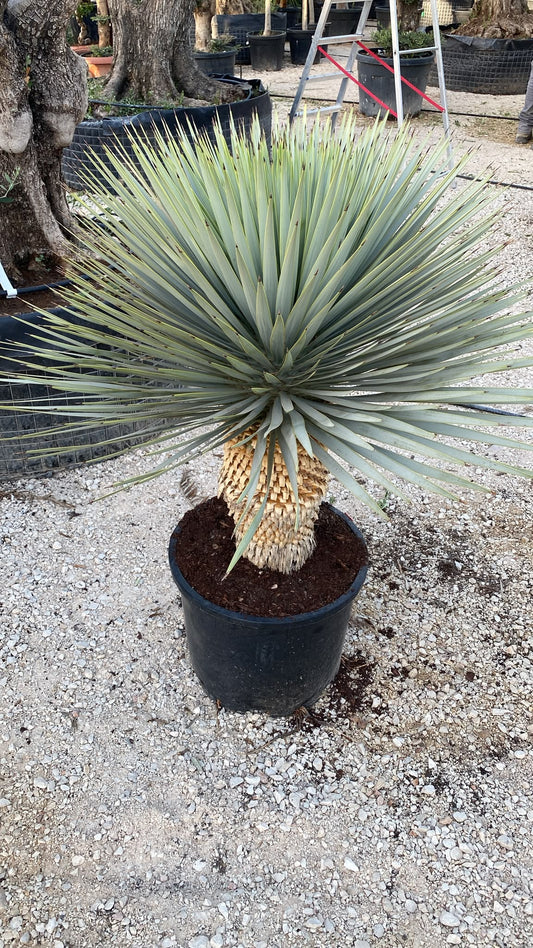 Yucca hibirda 45l €m |  P.43cm H.110