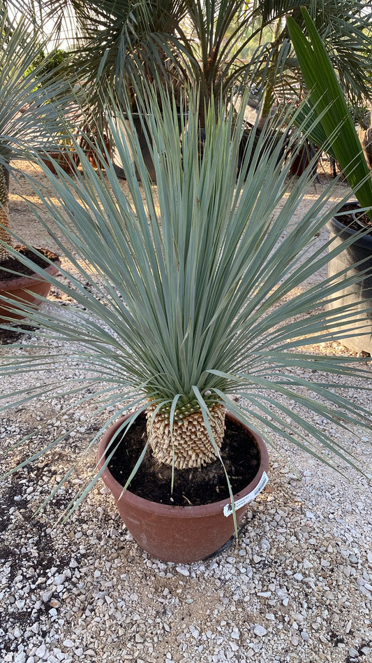 Yucca rostrata 26l  |  P.35cm H.120