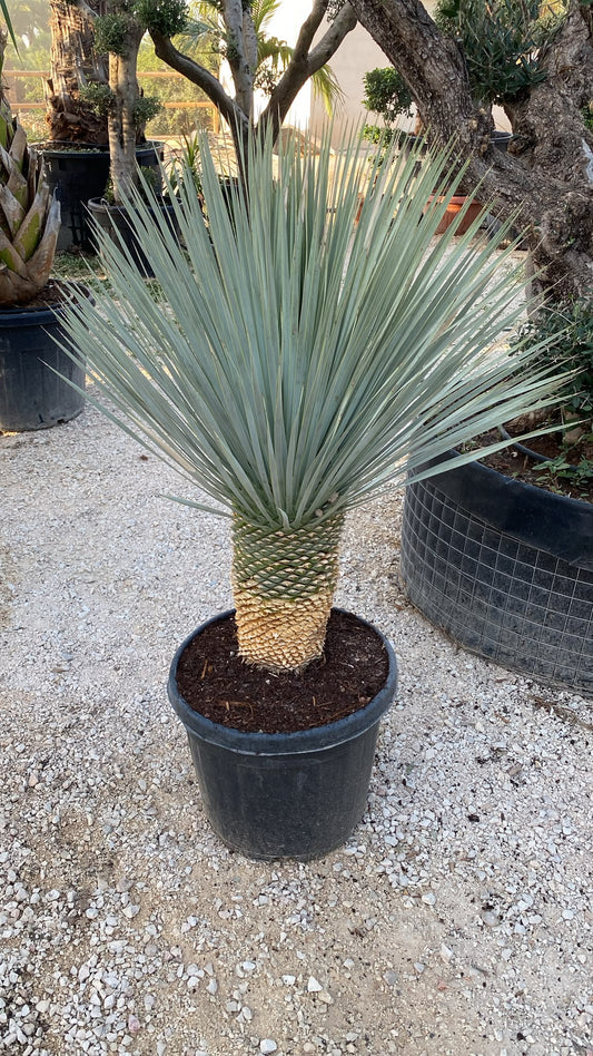 Yucca rostrata 45l |  P.43cm H.130