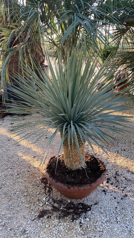 Yucca rostrata 46l |  P.44cm H.130