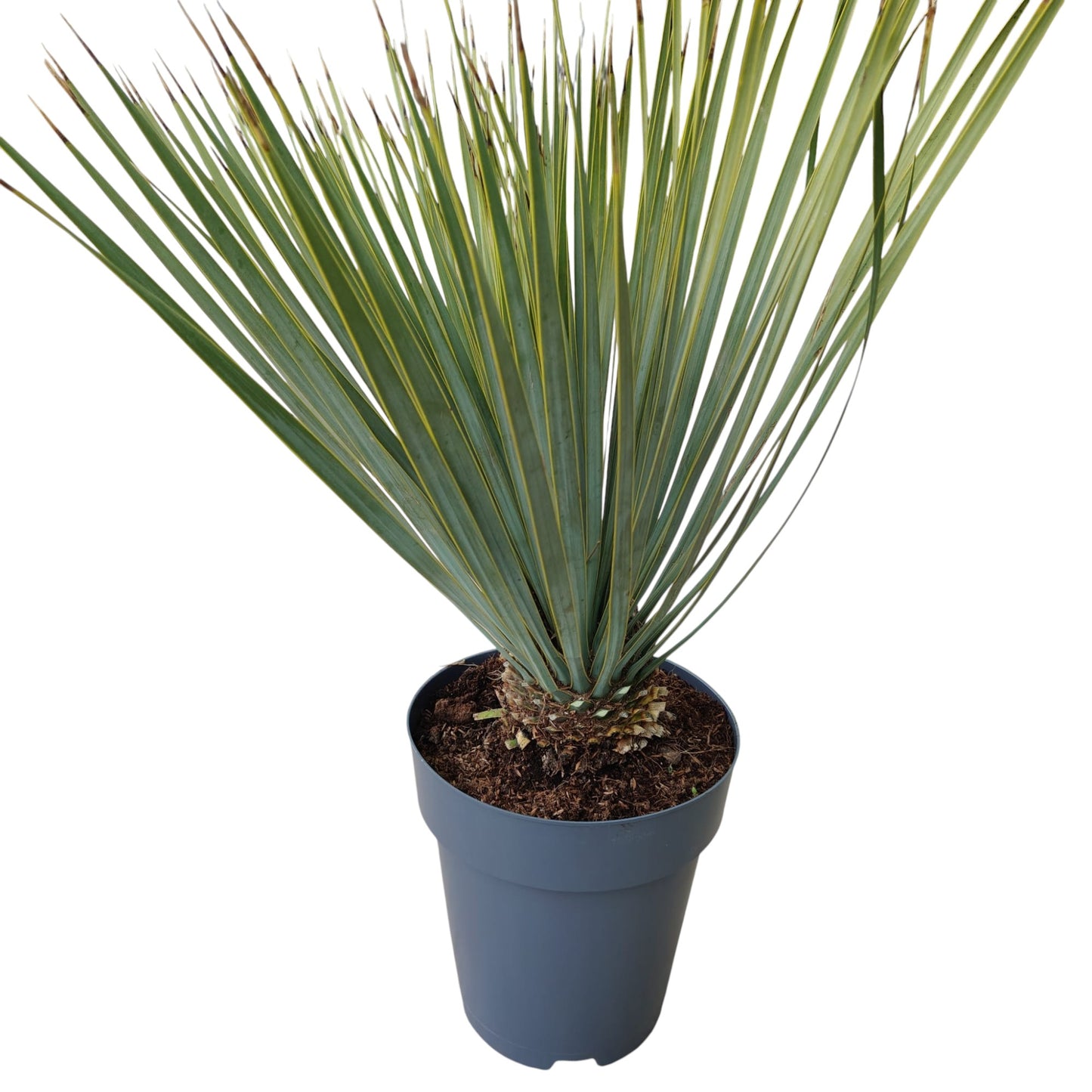 Yucca Rostrata |  P.22cm -  H.60 cm
