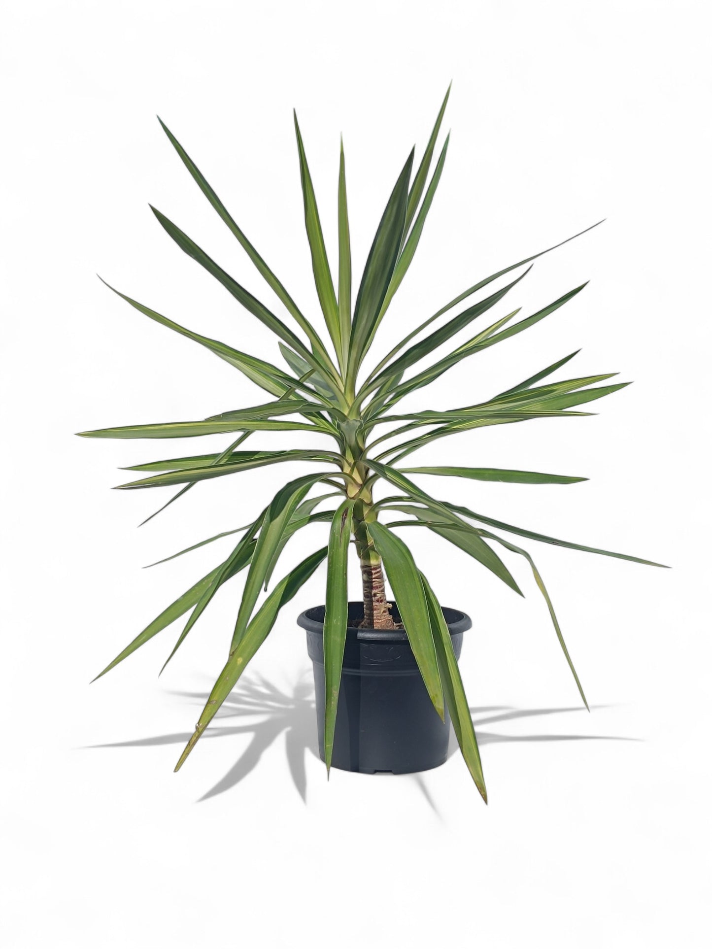 Yucca Elephantipes Jewel |  P.25cm -  H.115 cm