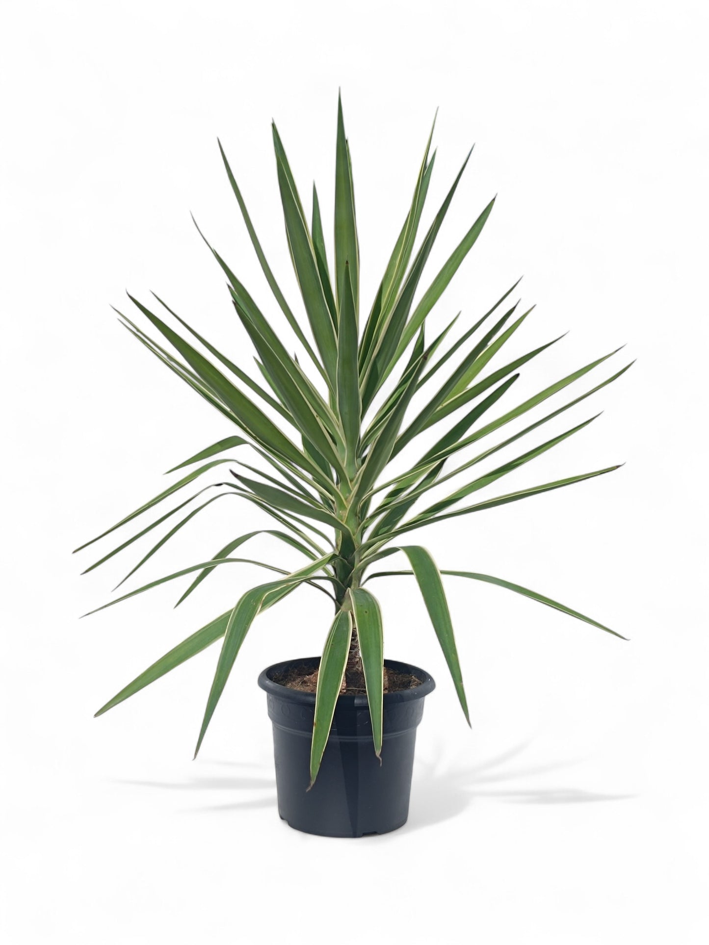 Yucca Elephantipes Puck |  P.25cm -  H.115 cm