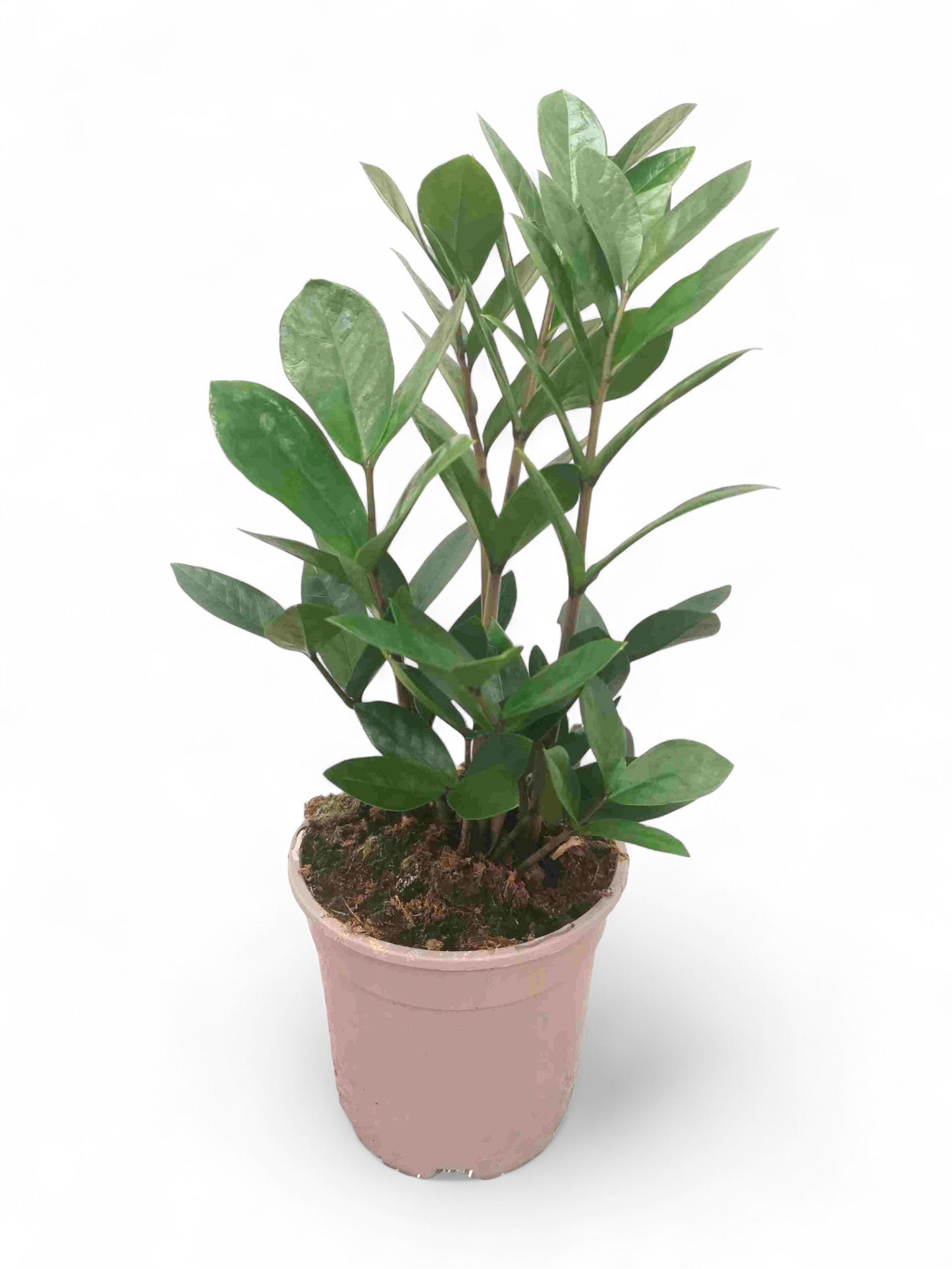 Zamioculcas zamiifolia |  P.14cm -  H.50 cm