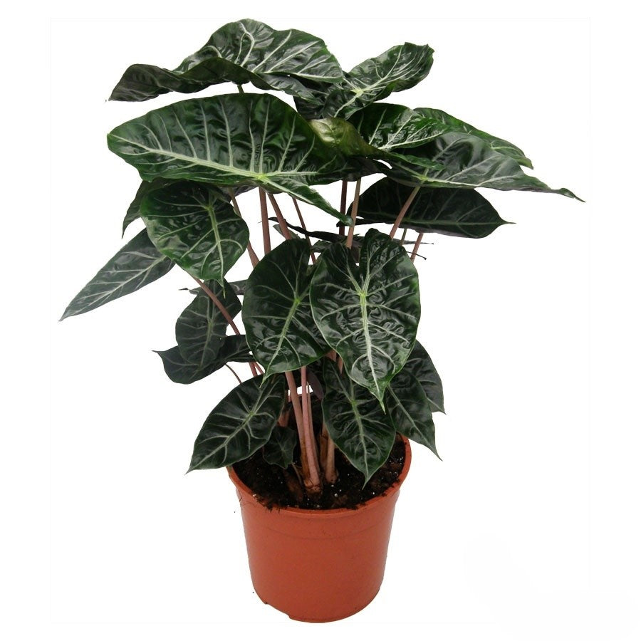 Alocasia Pink Dragon |  P.17cm -  H.60 cm