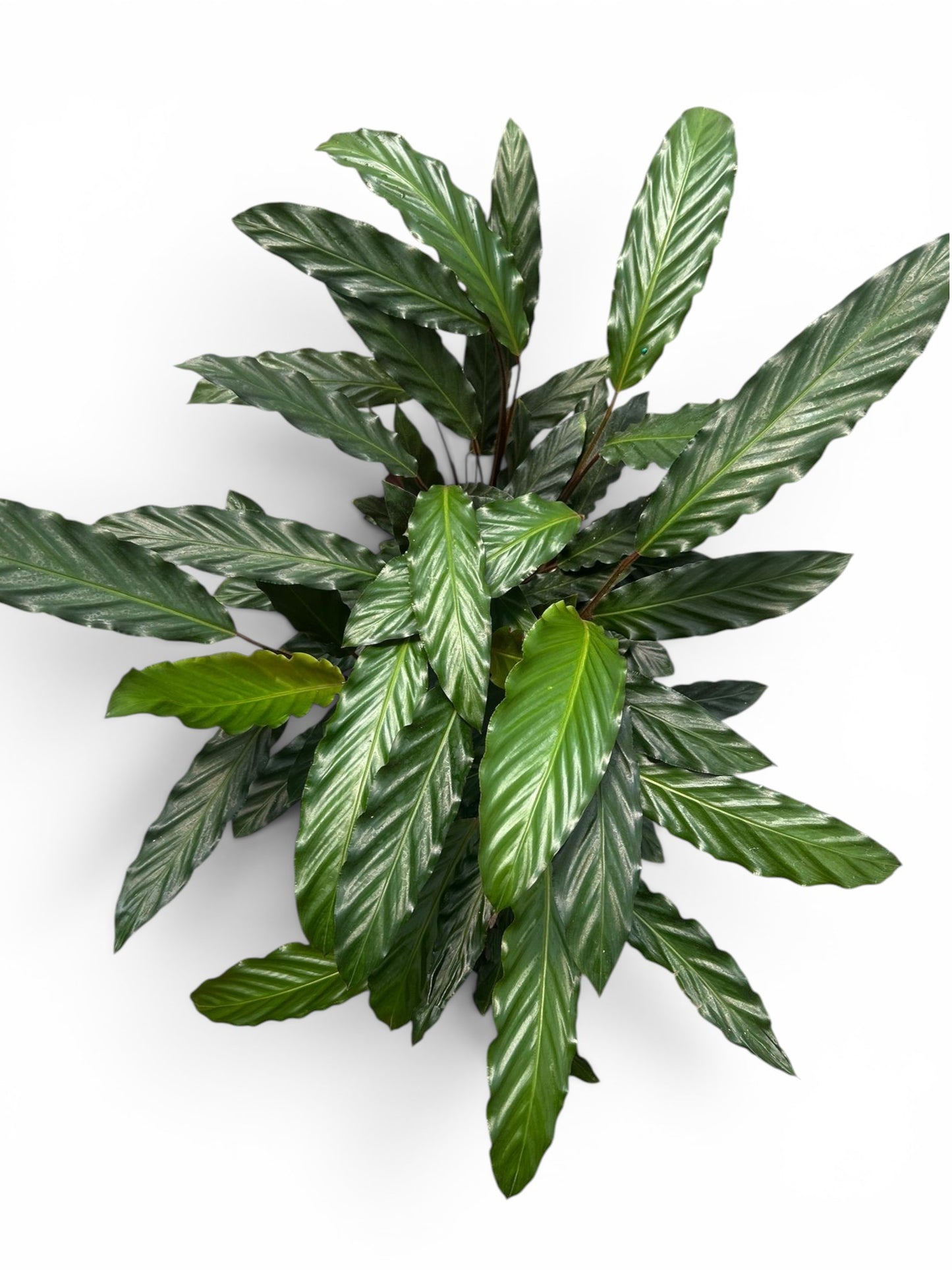 Calathea Rufibarba |  P.27cm -  H.80