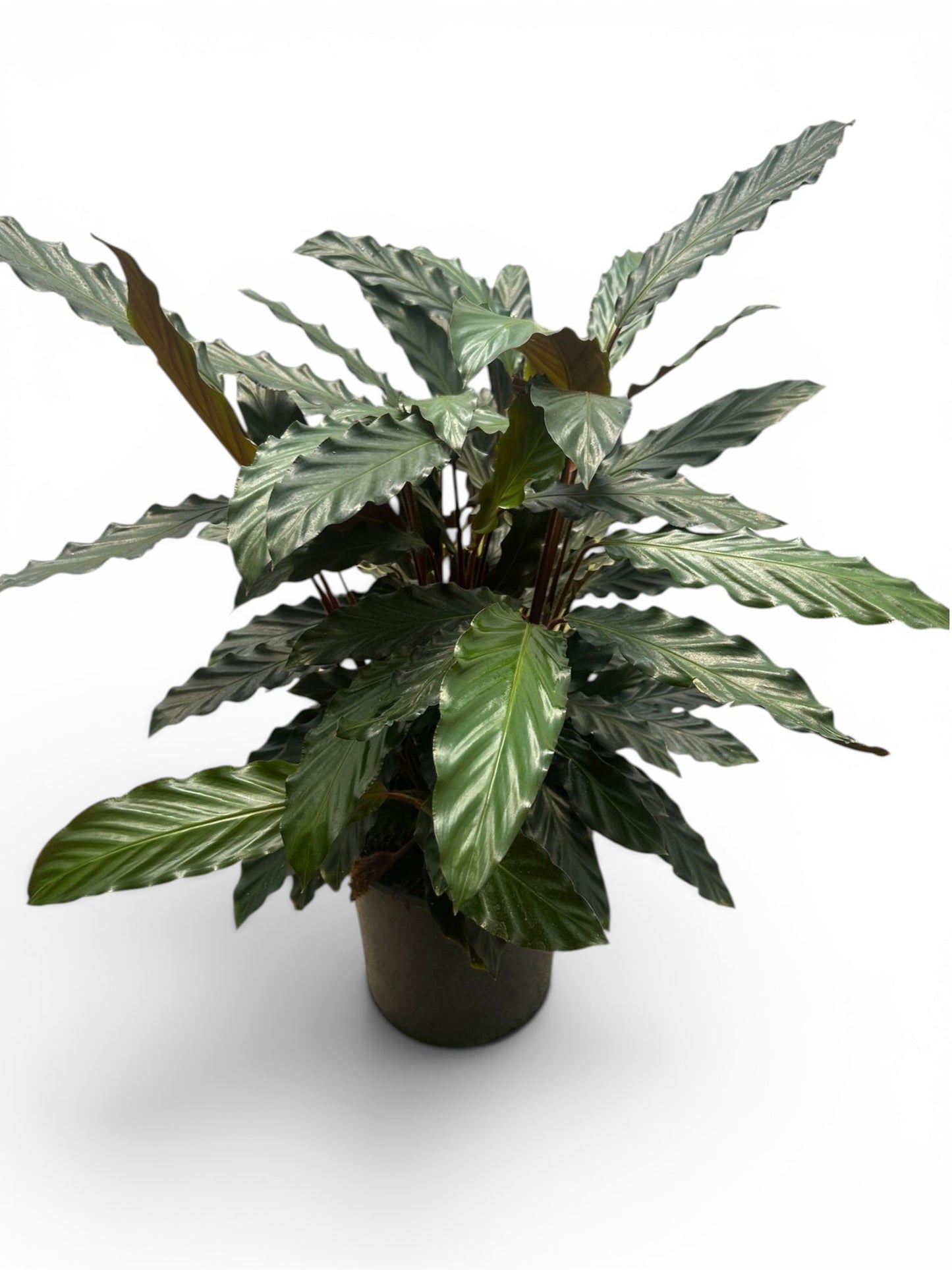 Calathea Rufibarba |  P.27cm -  H.80