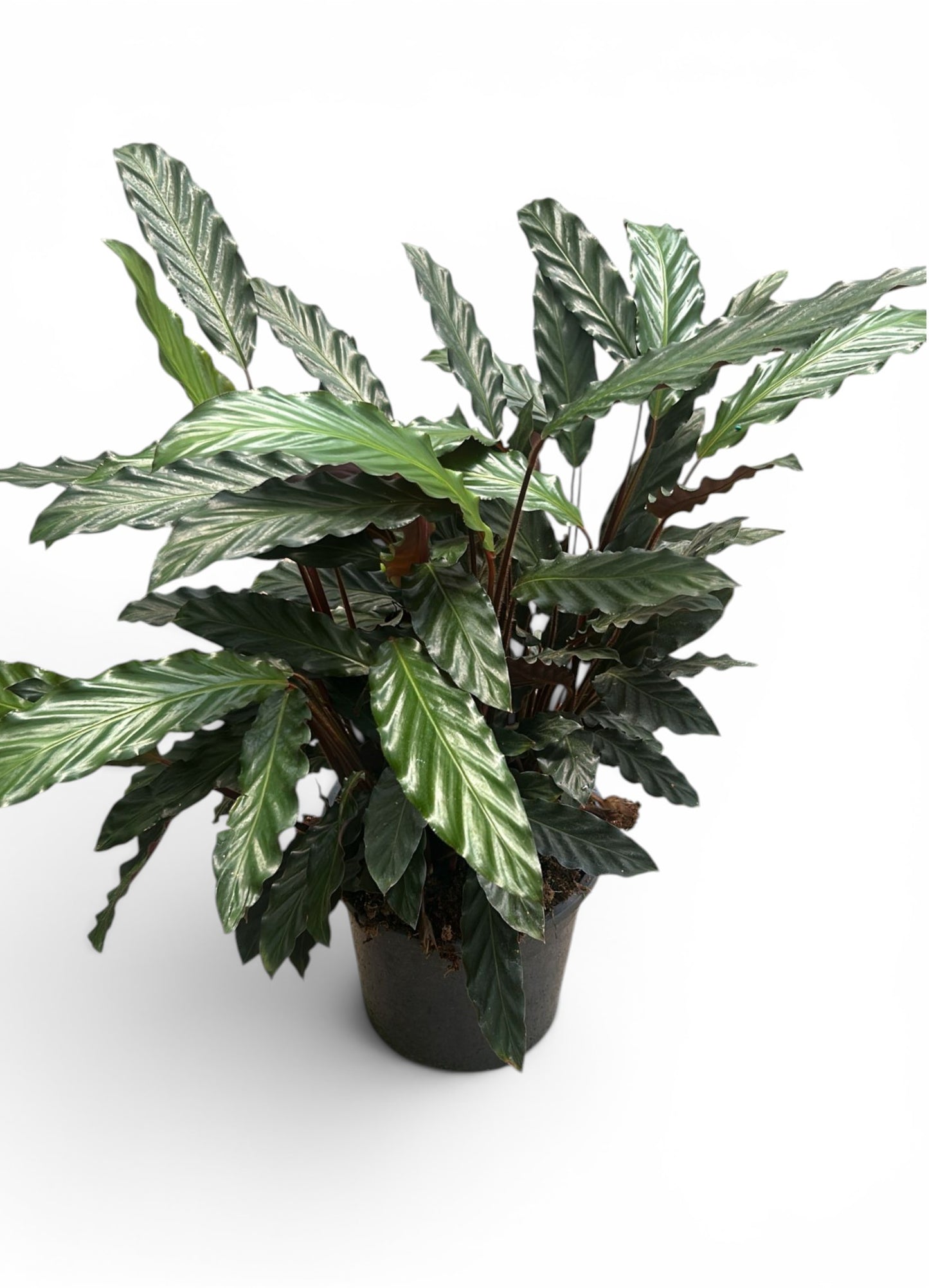 Calathea Rufibarba |  P.27cm -  H.80