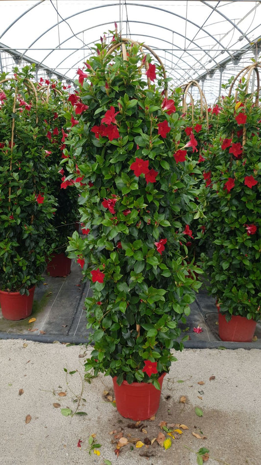 Dipladenia Driedub, Boog | Driedub, Boog Bicolor |  P.27cm -  H.150 cm