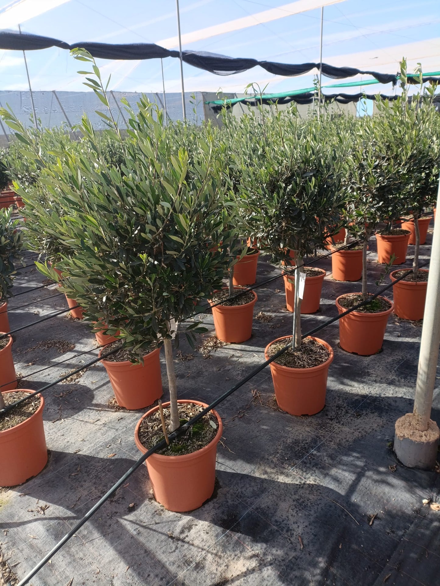 Olea Europea Stamm |  P.33cm H.160 cm