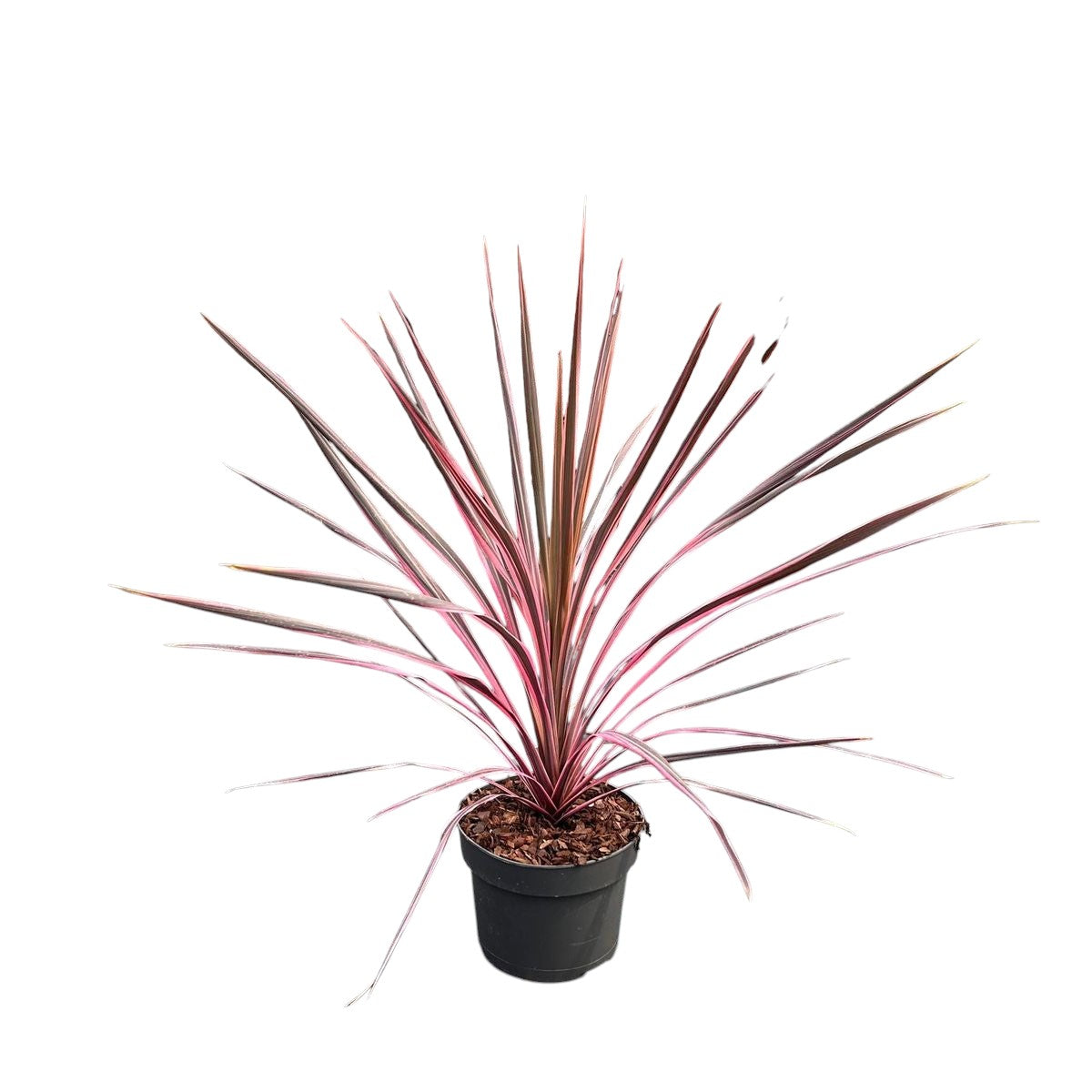 Cordyline Southern Splendor |  P.20cm -  H.70 cm